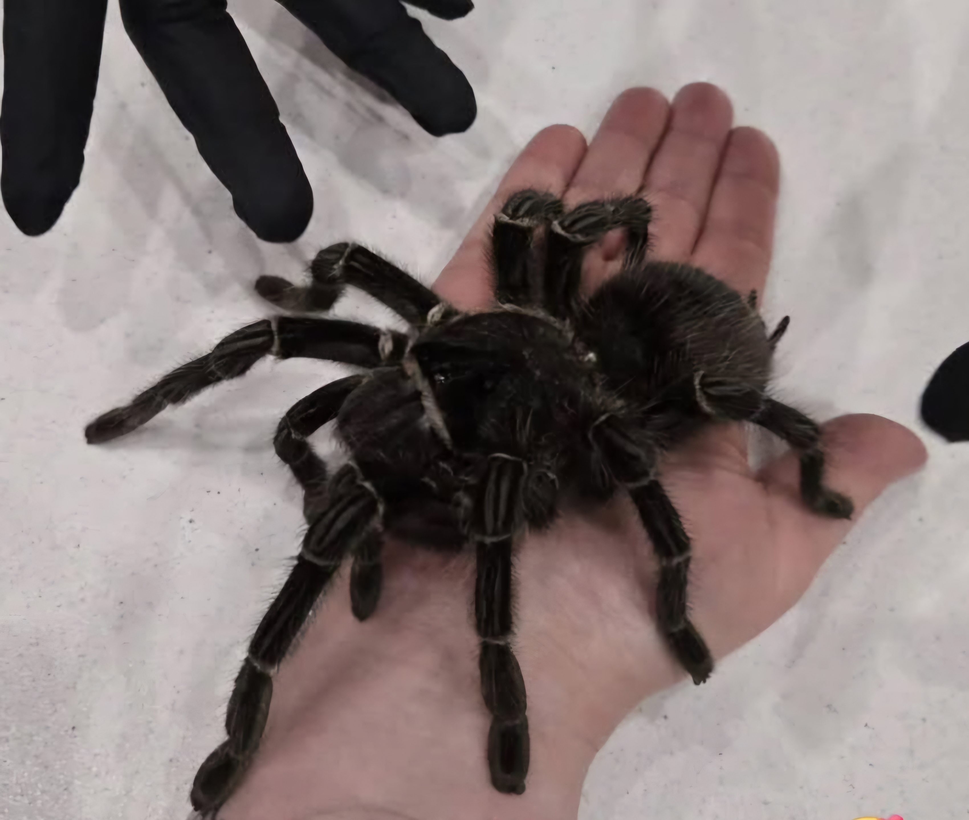 Mobile Spinnen- und Insektenausstellung